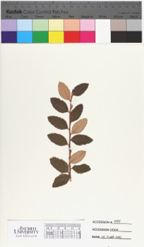 alternate herbarium image