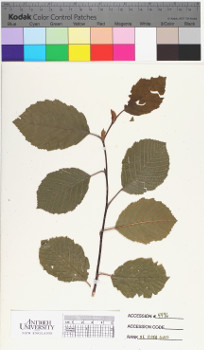 alternate herbarium image