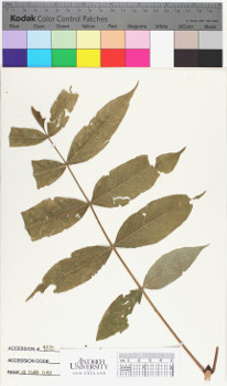 alternate herbarium image