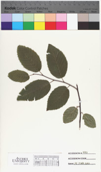 alternate herbarium image