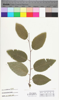 alternate herbarium image