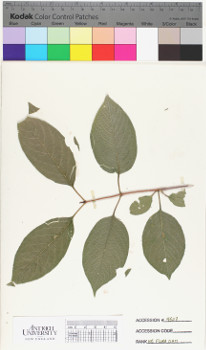 alternate herbarium image