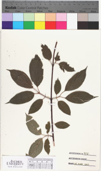 alternate herbarium image