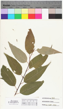 alternate herbarium image