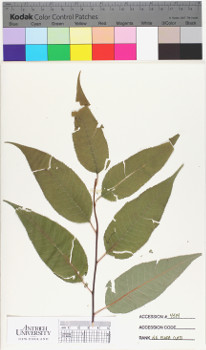 alternate herbarium image