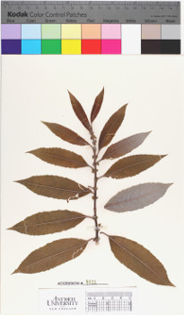 alternate herbarium image