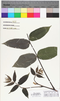 alternate herbarium image