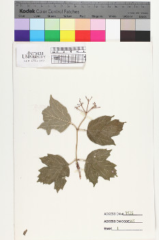 alternate herbarium image