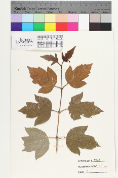 alternate herbarium image