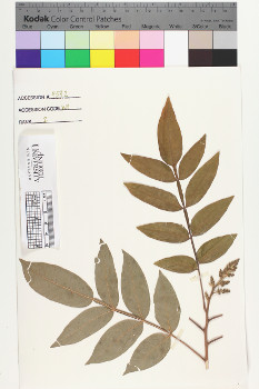 alternate herbarium image