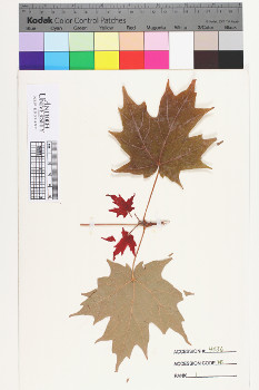 alternate herbarium image