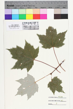 alternate herbarium image
