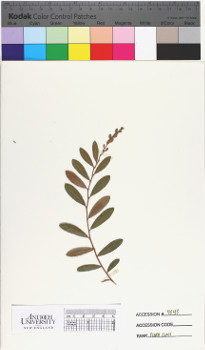 alternate herbarium image