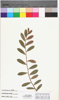 alternate herbarium image
