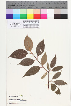 alternate herbarium image