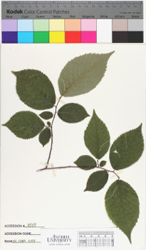 alternate herbarium image