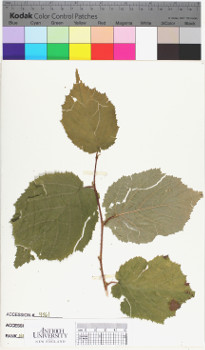 alternate herbarium image