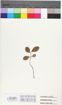 alternate herbarium image