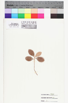 alternate herbarium image
