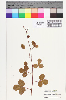 alternate herbarium image