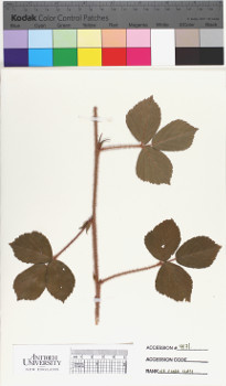 alternate herbarium image
