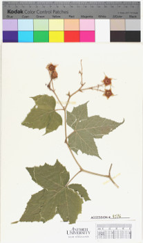 alternate herbarium image