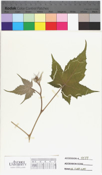 alternate herbarium image