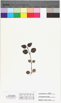 alternate herbarium image