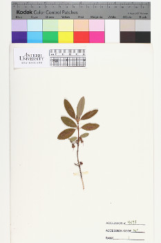 alternate herbarium image