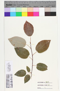 alternate herbarium image