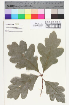 alternate herbarium image