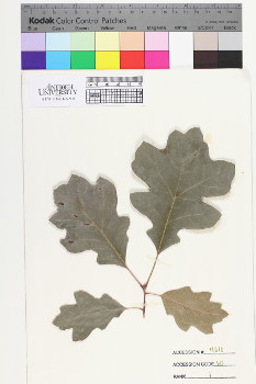 alternate herbarium image