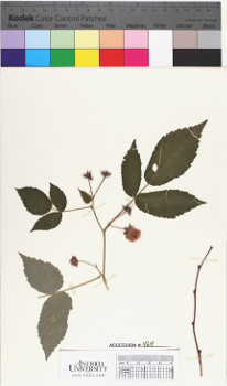 alternate herbarium image