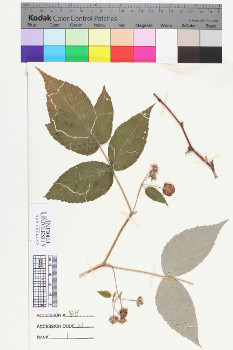 alternate herbarium image