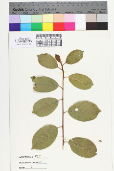 alternate herbarium image