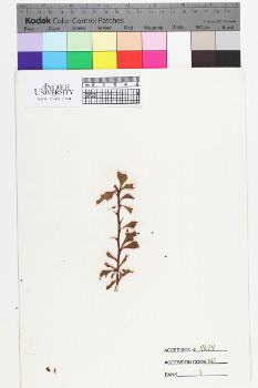 alternate herbarium image