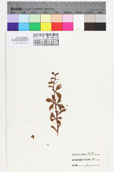 alternate herbarium image