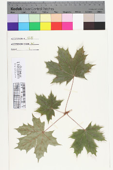 alternate herbarium image