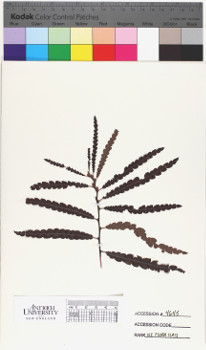 alternate herbarium image