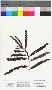 alternate herbarium image
