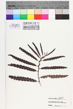 alternate herbarium image