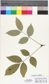 alternate herbarium image