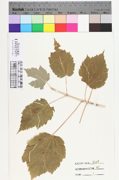 alternate herbarium image