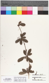 alternate herbarium image