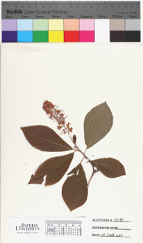 alternate herbarium image