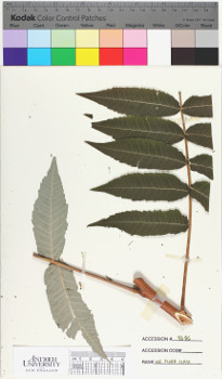 alternate herbarium image