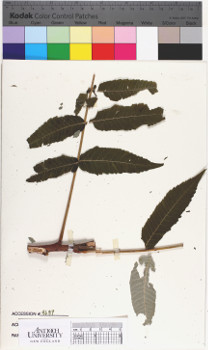 alternate herbarium image