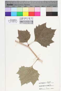 alternate herbarium image