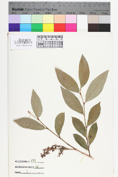 alternate herbarium image