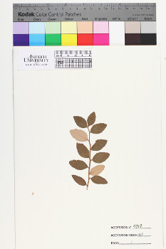 alternate herbarium image